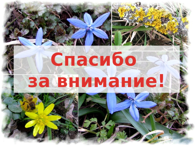 Спасибо  за внимание! 