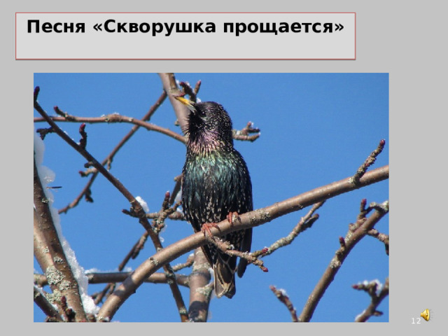 Песня «Скворушка прощается»   