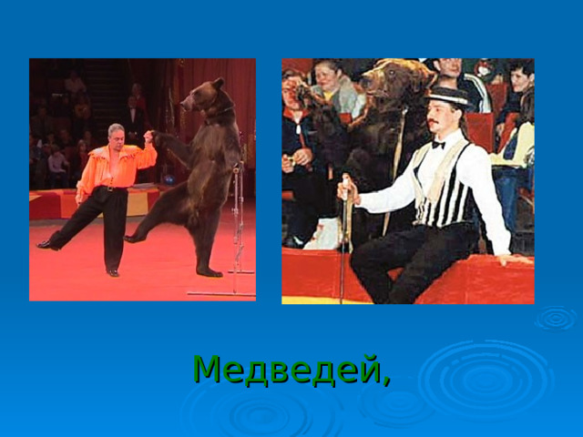 Медведей, 