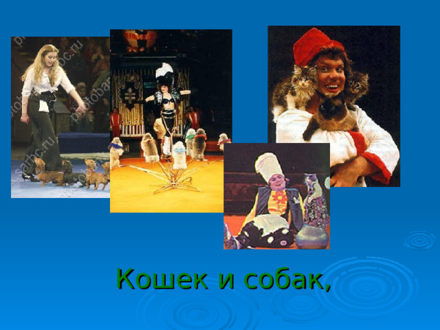Кошек и собак, 