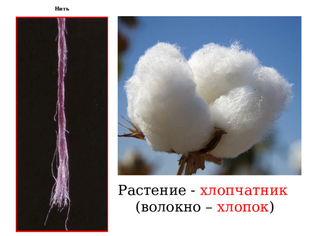 Растение - хлопчатник (волокно – хлопок ) Нить Повторение пройденного материала. Вопрос: что будет, если распушить конец нити булавкой? Ответ: если распушить конец нити булавкой, то станут заметны отдельные тонкие волоски – волокна. 1. Вопрос: из волокон какого растения сделана эта нить? Ответ: хлопчатник. 2.Вопрос: какое волокно получают с этого растения? Ответ: волокно хлопок. Правильно - эта нить сделана из волокон хлопка, которые получили с растения хлопчатник.  