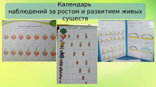 Календарь наблюдений за ростом и развитием живых существ 