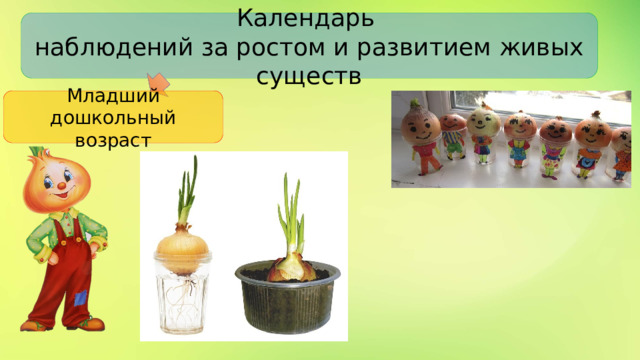 Календарь наблюдений за ростом и развитием живых существ Младший дошкольный возраст 
