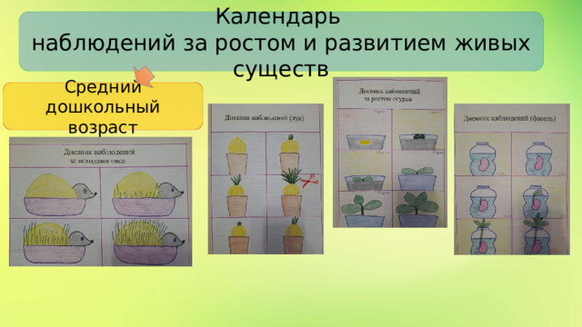 Календарь наблюдений за ростом и развитием живых существ Средний дошкольный возраст 