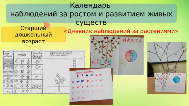Календарь наблюдений за ростом и развитием живых существ Старший дошкольный возраст «Дневник наблюдений за растениями» 