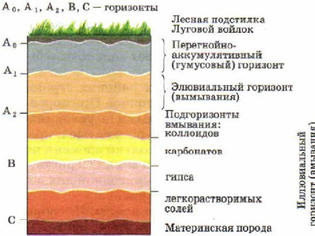 10/12/22 Мощность и состав горизонтов у разных типов почв неодинаковы. В строении почвенного профиля - вертикального раз­реза почвы - всегда выделяются гумусовый гори­зонт, переходный горизонт (один или несколько) и почвообразующая порода.  