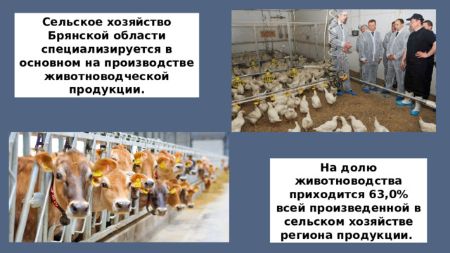 Сельское хозяйство Брянской области специализируется в основном на производстве животноводческой продукции. На долю животноводства приходится 63,0% всей произведенной в сельском хозяйстве региона продукции. 