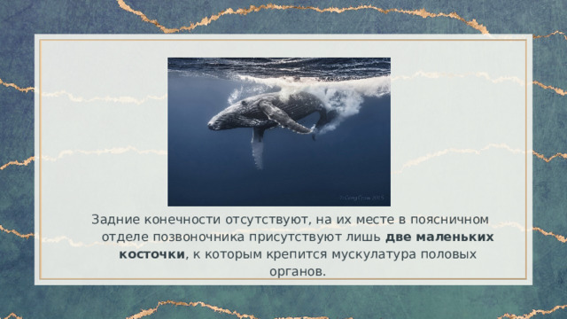 Задние конечности отсутствуют, на их месте в поясничном отделе позвоночника присутствуют лишь две маленьких косточки , к которым крепится мускулатура половых органов. 
