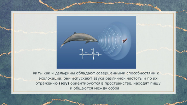 Киты как и дельфины обладают совершенными способностями к эхолокации, они испускают звуки различной частоты и по их отражению (эху) ориентируются в пространстве, находят пищу и общаются между собой. 
