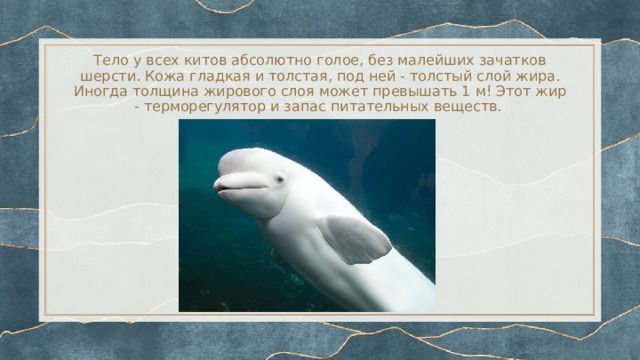Тело у всех китов абсолютно голое, без малейших зачатков шерсти. Кожа гладкая и толстая, под ней - толстый слой жира. Иногда толщина жирового слоя может превышать 1 м! Этот жир - терморегулятор и запас питательных веществ. 
