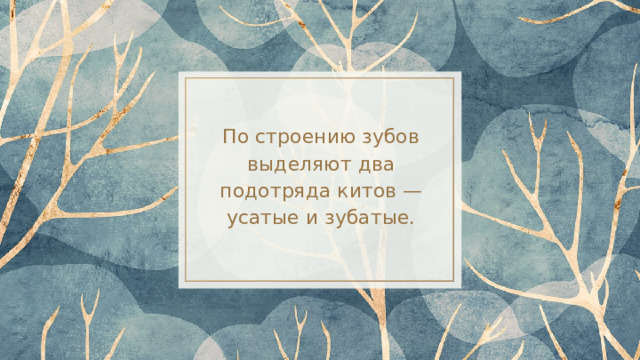 По строению зубов  выделяют два подотряда китов —  усатые и зубатые. 