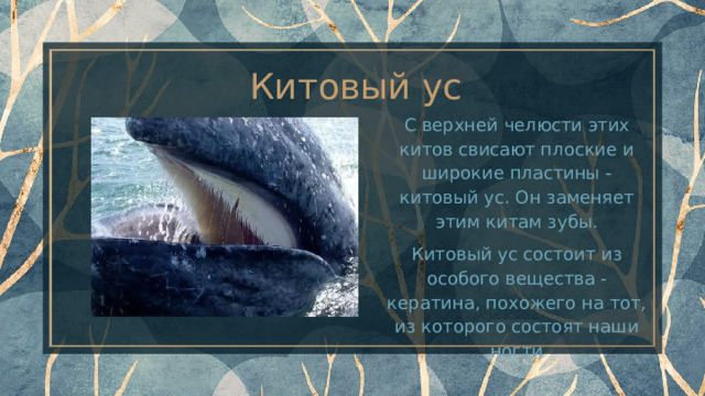 Китовый ус С верхней челюсти этих китов свисают плоские и широкие пластины - китовый ус. Он заменяет этим китам зубы. Китовый ус состоит из особого вещества - кератина, похожего на тот, из которого состоят наши ногти 