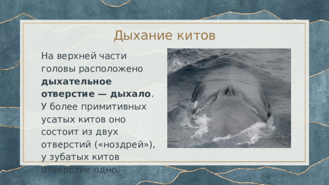 Дыхание китов На верхней части головы расположено дыхательное отверстие — дыхало . У более примитивных усатых китов оно состоит из двух отверстий («ноздрей»), у зубатых китов отверстие одно. 