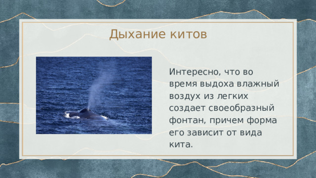 Дыхание китов Интересно, что во время выдоха влажный воздух из легких создает своеобразный фонтан, причем форма его зависит от вида кита. 