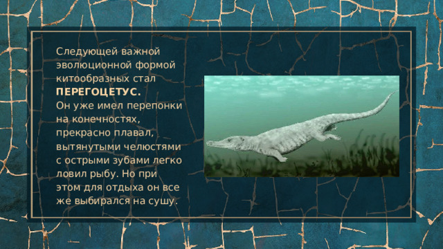 Следующей важной эволюционной формой китообразных стал ПЕРЕГОЦЕТУС.  Он уже имел перепонки на конечностях, прекрасно плавал, вытянутыми челюстями с острыми зубами легко ловил рыбу. Но при этом для отдыха он все же выбирался на сушу. 
