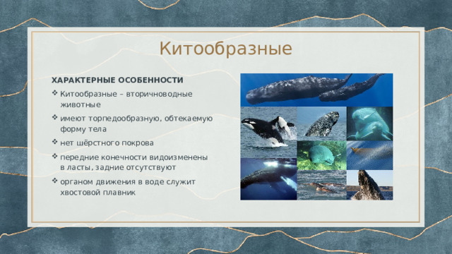 Китообразные ХАРАКТЕРНЫЕ ОСОБЕННОСТИ Китообразные – вторичноводные животные имеют торпедообразную, обтекаемую форму тела нет шёрстного покрова передние конечности видоизменены в ласты, задние отсутствуют органом движения в воде служит хвостовой плавник 