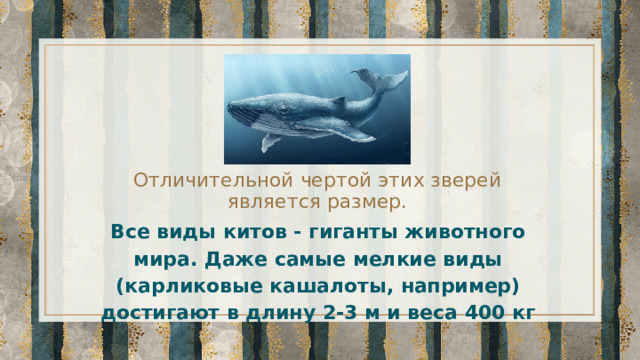Отличительной чертой этих зверей является размер.   Все виды китов - гиганты животного мира. Даже самые мелкие виды (карликовые кашалоты, например) достигают в длину 2-3 м и веса 400 кг 
