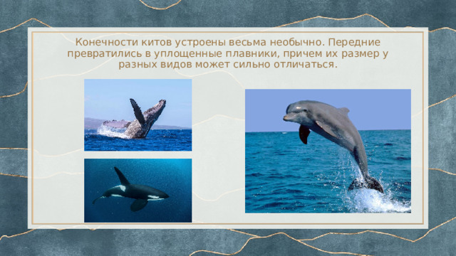 Конечности китов устроены весьма необычно. Передние превратились в уплощенные плавники, причем их размер у разных видов может сильно отличаться.   