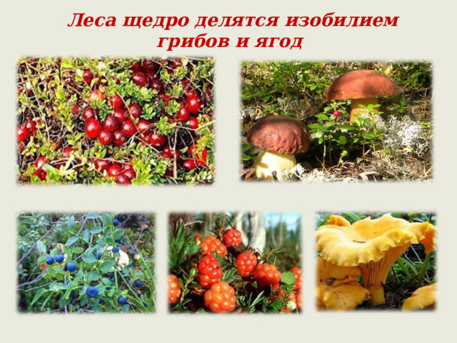  Леса щедро делятся изобилием грибов и ягод 