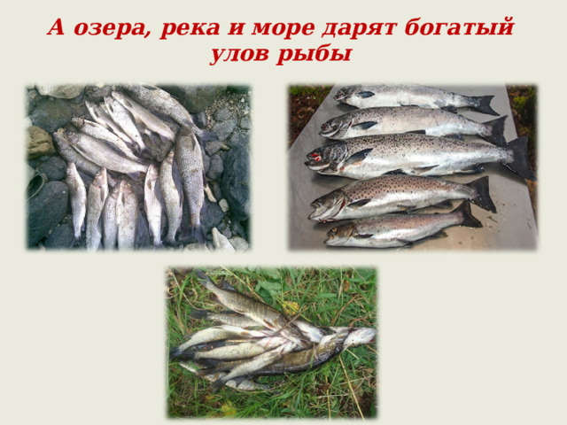 А озера, река и море дарят богатый улов рыбы 