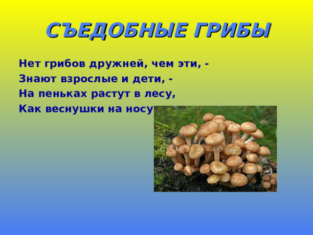 СЪЕДОБНЫЕ ГРИБЫ Нет грибов дружней, чем эти, - Знают взрослые и дети, - На пеньках растут в лесу, Как веснушки на носу. 