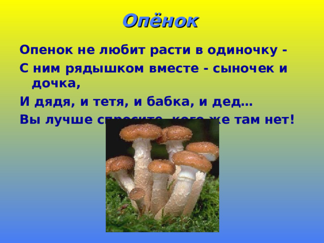 Опёнок   Опенок не любит расти в одиночку - С ним рядышком вместе - сыночек и дочка, И дядя, и тетя, и бабка, и дед… Вы лучше спросите, кого же там нет! 