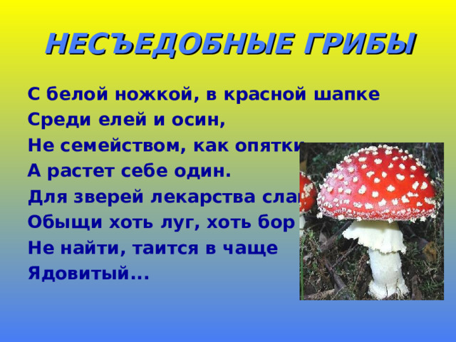 НЕСЪЕДОБНЫЕ ГРИБЫ С белой ножкой, в красной шапке Среди елей и осин, Не семейством, как опятки, А растет себе один. Для зверей лекарства слаще Обыщи хоть луг, хоть бор Не найти, таится в чаще Ядовитый... 