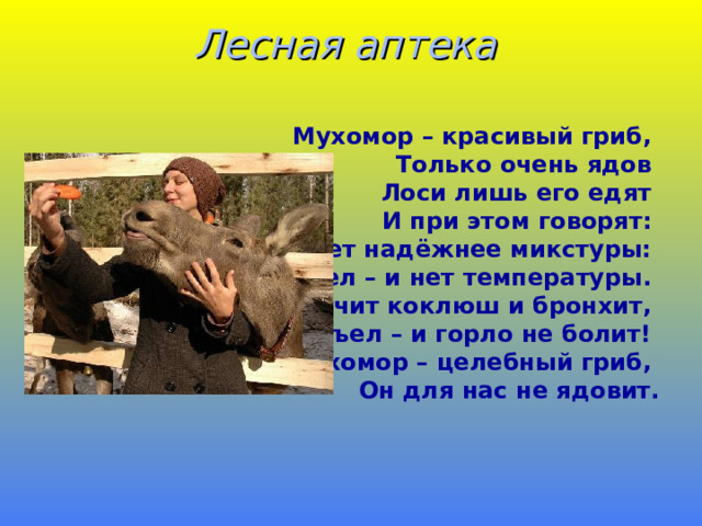 Лесная аптека   Мухомор – красивый гриб, Только очень ядов  Лоси лишь его едят И при этом говорят:  - Нет надёжнее микстуры: Съел – и нет температуры. Лечит коклюш и бронхит, Съел – и горло не болит!  Мухомор – целебный гриб, Он для нас не ядовит.  