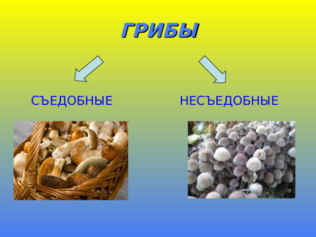 ГРИБЫ  СЪЕДОБНЫЕ  НЕСЪЕДОБНЫЕ 