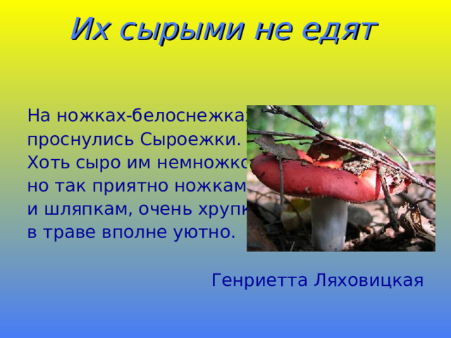 Их сырыми не едят    На ножках-белоснежках проснулись Сыроежки. Хоть сыро им немножко, но так приятно ножкам, и шляпкам, очень хрупким, в траве вполне уютно.   Генриетта Ляховицкая 