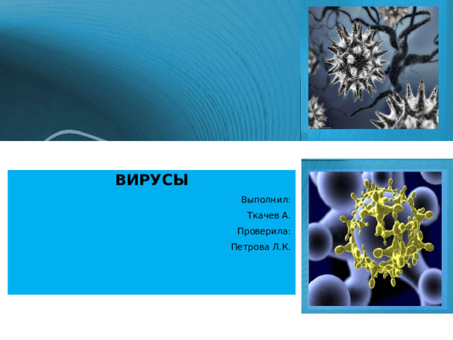 ВИРУСЫ Выполнил: Ткачев А. Проверила: Петрова Л.К. 