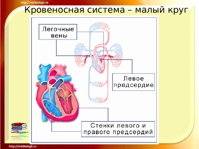Кровеносная система – малый круг 