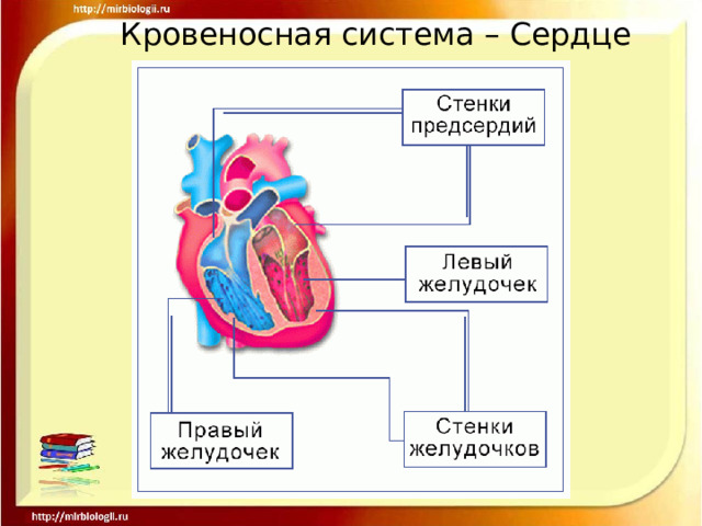 Кровеносная система – Сердце 