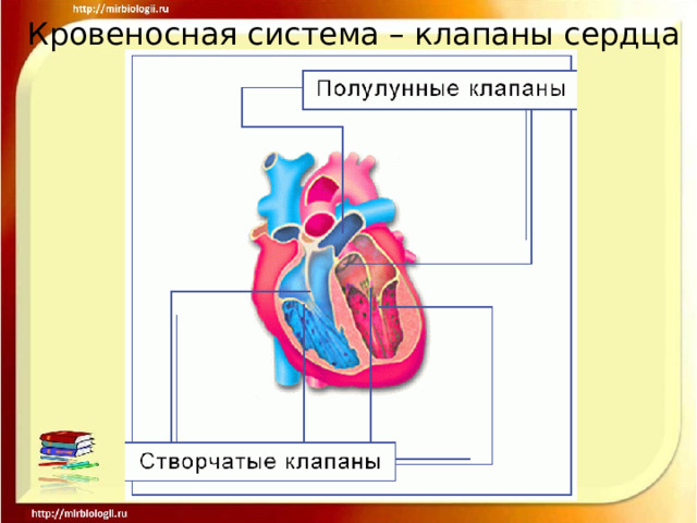 Кровеносная система – клапаны сердца 