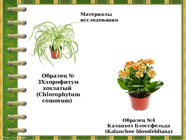 Материалы исследования Образец № 3Хлорофитум хохлатый (Chlorophytum comosum)   Материалы исследования Образец №4 Каланхоэ Блоссфельда (Kalanchoe blossfeldiana)  