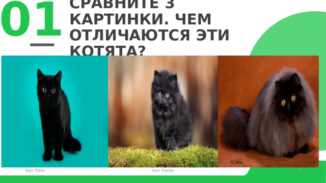 01 Сравните 3 картинки. Чем отличаются эти котята? © Copyright Showeet.com – Creative & Free PowerPoint Templates Your Date Your Footer   