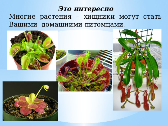 Это интересно Многие растения – хищники могут стать Вашими домашними питомцами . 