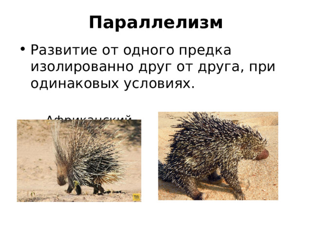 Параллелизм   Развитие от одного предка изолированно друг от друга, при одинаковых условиях.  Африканский Американский 