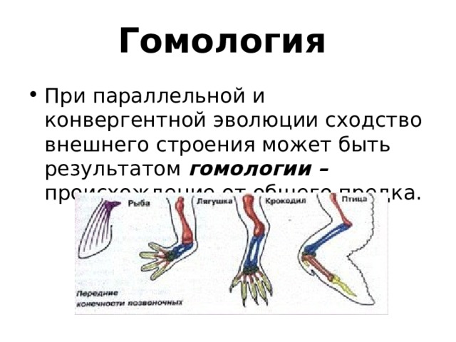 Гомология При параллельной и конвергентной эволюции сходство внешнего строения может быть результатом гомологии – происхождение от общего предка. 