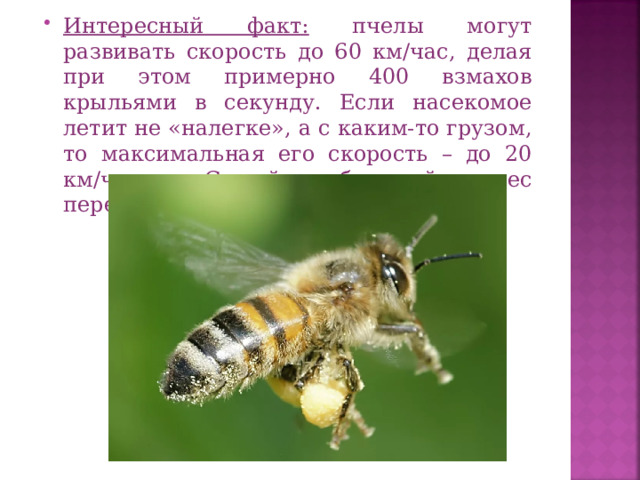 Интересный факт: пчелы могут развивать скорость до 60 км/час, делая при этом примерно 400 взмахов крыльями в секунду. Если насекомое летит не «налегке», а с каким-то грузом, то максимальная его скорость – до 20 км/час. Самый большой вес переносимой тяжести – до 75 мг.  