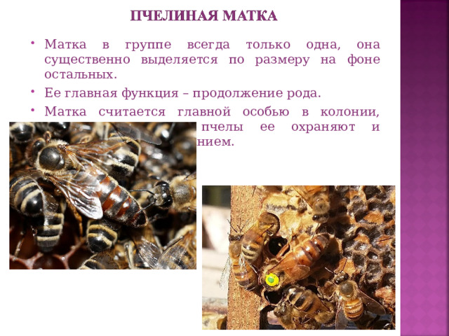 Матка в группе всегда только одна, она существенно выделяется по размеру на фоне остальных. Ее главная функция – продолжение рода. Матка считается главной особью в колонии, поэтому остальные пчелы ее охраняют и обеспечивают пропитанием.  