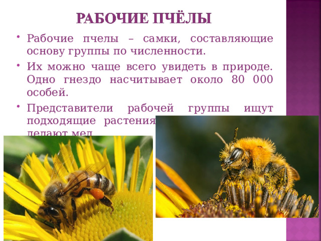 Рабочие пчелы – самки, составляющие основу группы по численности. Их можно чаще всего увидеть в природе. Одно гнездо насчитывает около 80 000 особей. Представители рабочей группы ищут подходящие растения, добывают нектар, делают мед.  