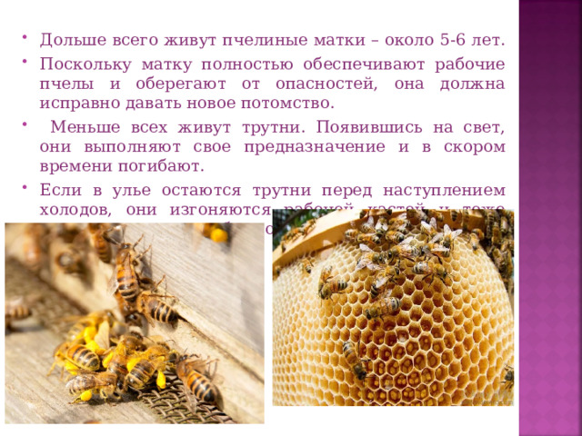 Дольше всего живут пчелиные матки – около 5-6 лет. Поскольку матку полностью обеспечивают рабочие пчелы и оберегают от опасностей, она должна исправно давать новое потомство.  Меньше всех живут трутни. Появившись на свет, они выполняют свое предназначение и в скором времени погибают. Если в улье остаются трутни перед наступлением холодов, они изгоняются рабочей кастой и тоже умирают, оставшись без дома и еды.    