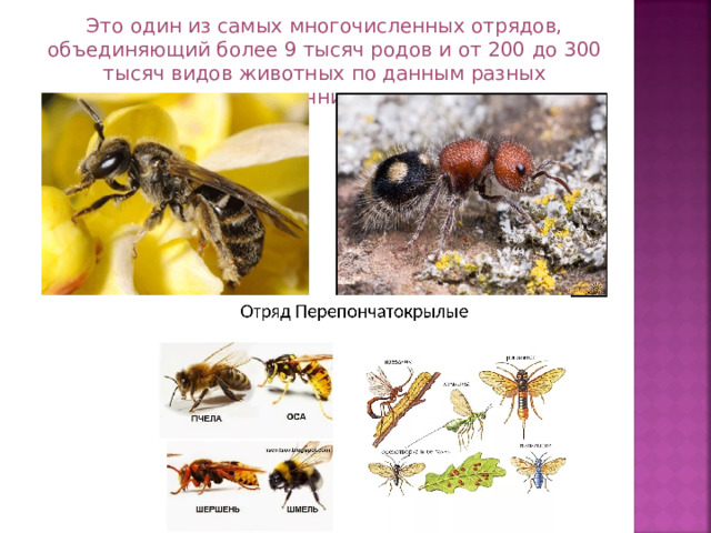 Это один из самых многочисленных отрядов, объединяющий более 9 тысяч родов и от 200 до 300 тысяч видов животных по данным разных источников. 