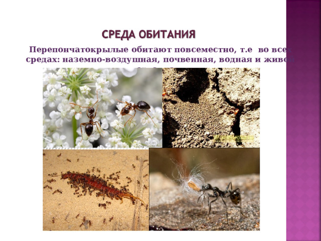 Перепончатокрылые обитают повсеместно, т.е во всех средах: наземно-воздушная, почвенная, водная и живой организм.  