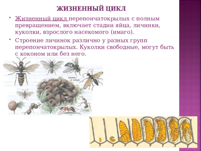 Жизненный цикл перепончатокрылых с полным превращением, включает стадии яйца, личинки, куколки, взрослого насекомого (имаго). Строение личинок различно у разных групп перепончатокрылых. Куколки свободные, могут быть с коконом или без него.  