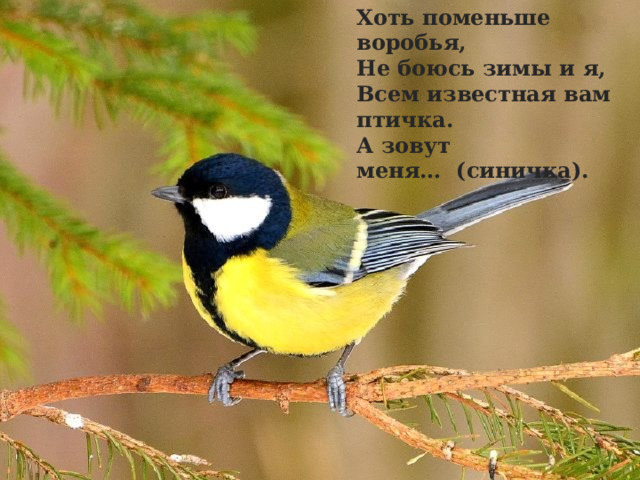 Хоть поменьше воробья,  Не боюсь зимы и я,  Всем известная вам птичка.  А зовут меня…  (синичка).   