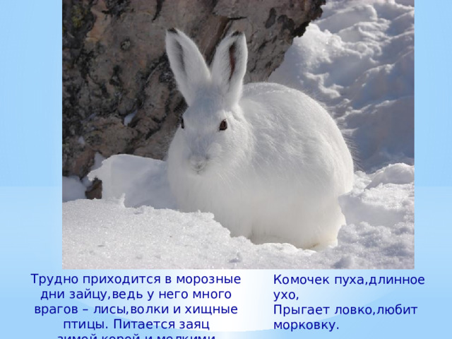 Трудно приходится в морозные дни зайцу,ведь у него много врагов – лисы,волки и хищные птицы. Питается заяц зимой,корой и мелкими ветками. Комочек пуха,длинное ухо, Прыгает ловко,любит морковку.  (Заяц) 