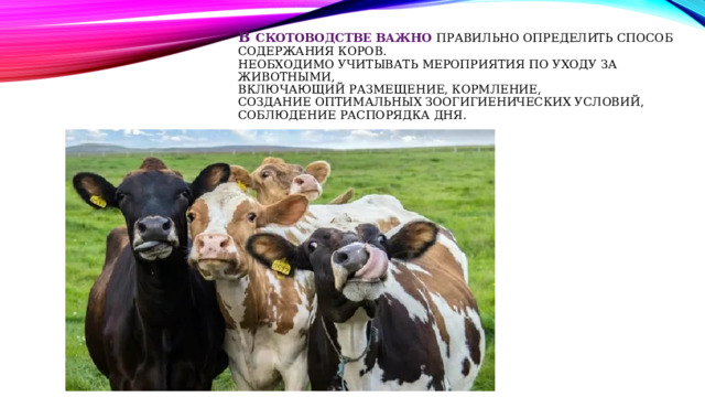В СКОТОВОДСТВЕ ВАЖНО ПРАВИЛЬНО ОПРЕДЕЛИТЬ СПОСОБ СОДЕРЖАНИЯ КОРОВ.  НЕОБХОДИМО УЧИТЫВАТЬ мероприятия по уходу за животными,  включающий размещение, кормление,  создание оптимальных зоогигиенических условий,  соблюдение распорядка дня. 