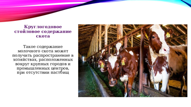 Круглогодовое стойловое содержание скота Такое содержание молочного скота может получить распространение в хозяйствах, расположенных вокруг крупных городов и промышленных центров, при отсутствии пастбищ 